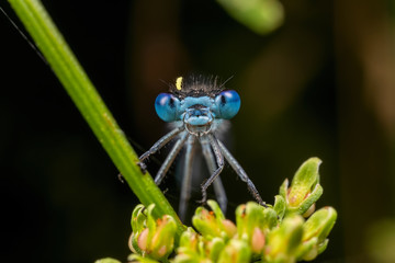 Damselfly face with Pollen on Head