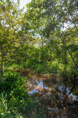 Fototapeta na wymiar Wetland with clear water surrounded by tropical vegetation. Colombia.