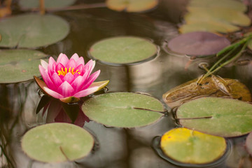 pink water lily in pond