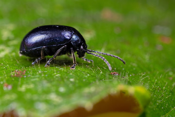 Alder Leaf Beetle