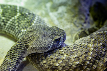 Dangerous green snake in the terrarium