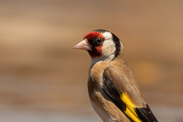 Beautiful portrait of a goldfinch