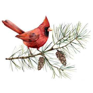 Cardinal Drawing Photos Royalty Free Images Graphics Vectors Videos Adobe Stock