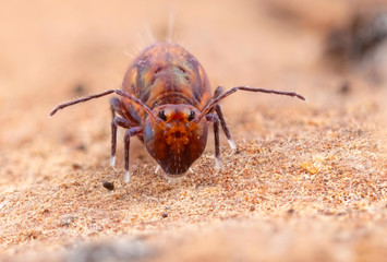 Dicyrtoma fusca