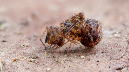 Spider with Prey