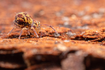 Dicyrtomina ornata