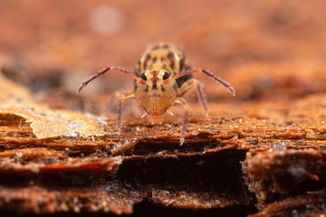 Dicyrtomina ornata