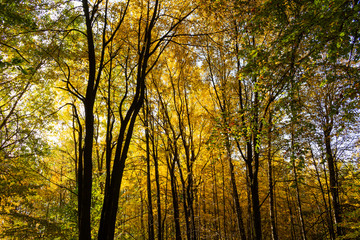New leaf and sun ray. Summer nature. Sunlight in trees of green forest