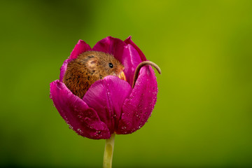Mouse Sleeping in a Tulip Flower
