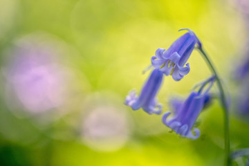Bluebells in the light