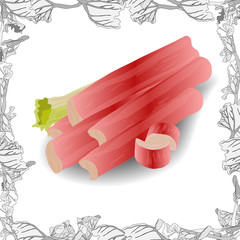 Fresh rhubarb illustration  isolated on white background. Vector image