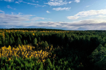 Horizontal panorama of aeyral forest. Trees in the forest aerial.