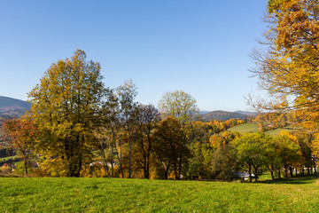 Fototapeta premium Panorama ścieżki przez bujny zielony las latem