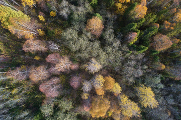 Aerial view with a drone. Autumn forest top view