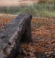 Forest bench made of wood by the river, golden autumn