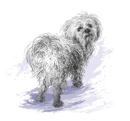 Maltese poodle portrait