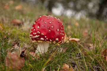 little fly agaric on a meadow_side view_by jziprian