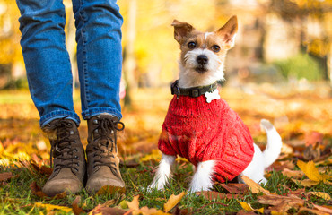 Stylish hipster woman playing with puppy Jack Russell in the autumn park, cool outfit, romantic...