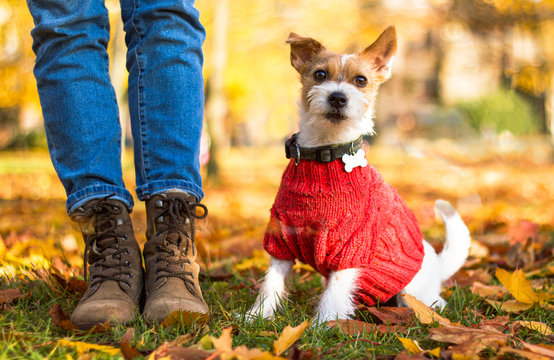 Stylish hipster woman playing with puppy Jack Russell in the autumn park, cool outfit, romantic mood, fun. The dog is dressed in a sweater and sits near the feet of a man by the boots, bottom view
