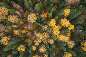 Aerial view with a drone. Autumn forest top view