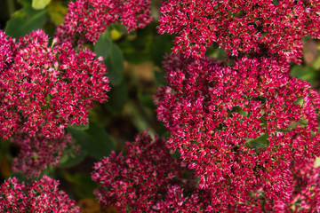 Obraz premium background of small pink flowers on the bushes