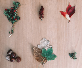 autumn flat lay spruce branch with berries leaves green, yellow and red, chestnuts in two rows of three piles