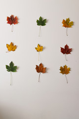 red green yellow maple leaves on a white wall in three rows of three