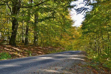 Fototapeta premium Beautiful colorful autumn sunny day in Jizera Mountains, Czech Republic. Way through forest, protected landscape area.