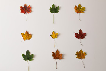 red green yellow maple leaves on a white wall in three rows of three