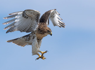 A fledgling Red-tailed Hawk prepares to land.