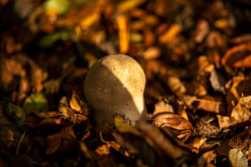 Bovist - Göhren auf Rügen
