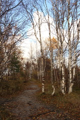 walk, travel, Nordic walking, Jogging, healthy lifestyle