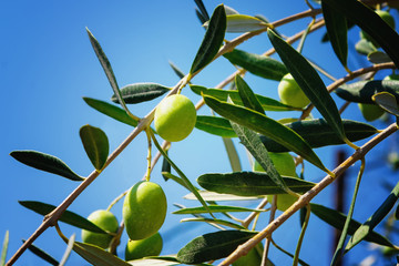 Green olives on the branches of the tree .Organic food. Healthy fruit. Time for harvest in the...