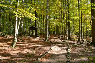 Fototapeta premium Path through the beautiful colorful autumn forest with bridge and resting place in background. Beech forest, Jizera mountains, Czech republic.