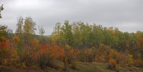 Colorful Autumn Landscape with Autumn Trees and Bushes