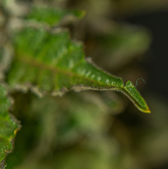Macro detail of ripened French cookies variety of marijuana with green leafs