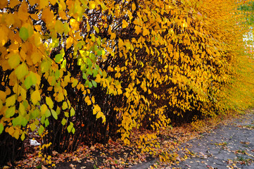 Spiraea bush in vivid autumn colors 