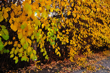 Spiraea bush in vivid autumn colors 