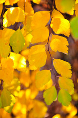 Spiraea leaves in vivid autumn colors