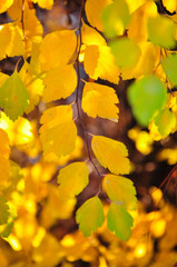 Spiraea leaves in vivid autumn colors