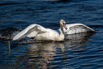 łabędź © Henryk Olszewski