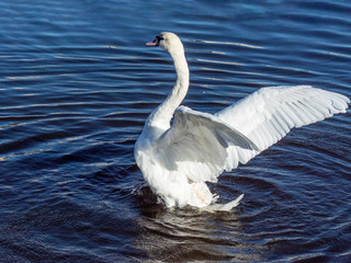 łabędź © Henryk Olszewski