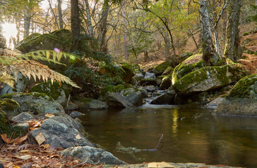 Naklejka na ściany i meble Cae el otoño en el arroyo del Sestil del Maíllo en el Parque Nacional de Guadarrama. Comunidad de Madrid. España