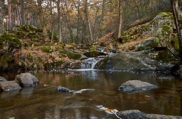 Naklejka na ściany i meble Cae el otoño en el arroyo del Sestil del Maíllo en el Parque Nacional de Guadarrama. Comunidad de Madrid. España