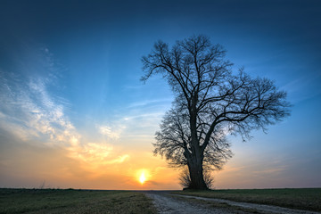 Fototapeta na wymiar Gravel path leads to a single tree in foggy morning mood in the sunrise