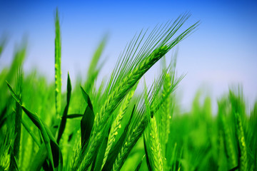 green wheat field close up