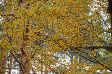 Cae el otoño en el arroyo del Sestil del Maíllo en el Parque Nacional de Guadarrama. Comunidad de Madrid. España