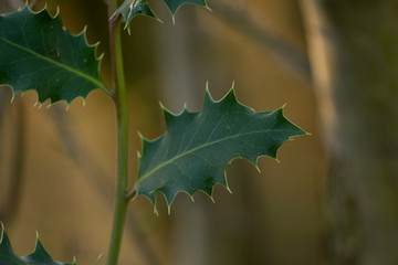 green leaves of a tree