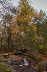 Fototapeta premium Cae el otoño en el arroyo del Sestil del Maíllo en el Parque Nacional de Guadarrama. Comunidad de Madrid. España