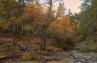 Cae el otoño en el arroyo del Sestil del Maíllo en el Parque Nacional de Guadarrama. Comunidad de Madrid. España